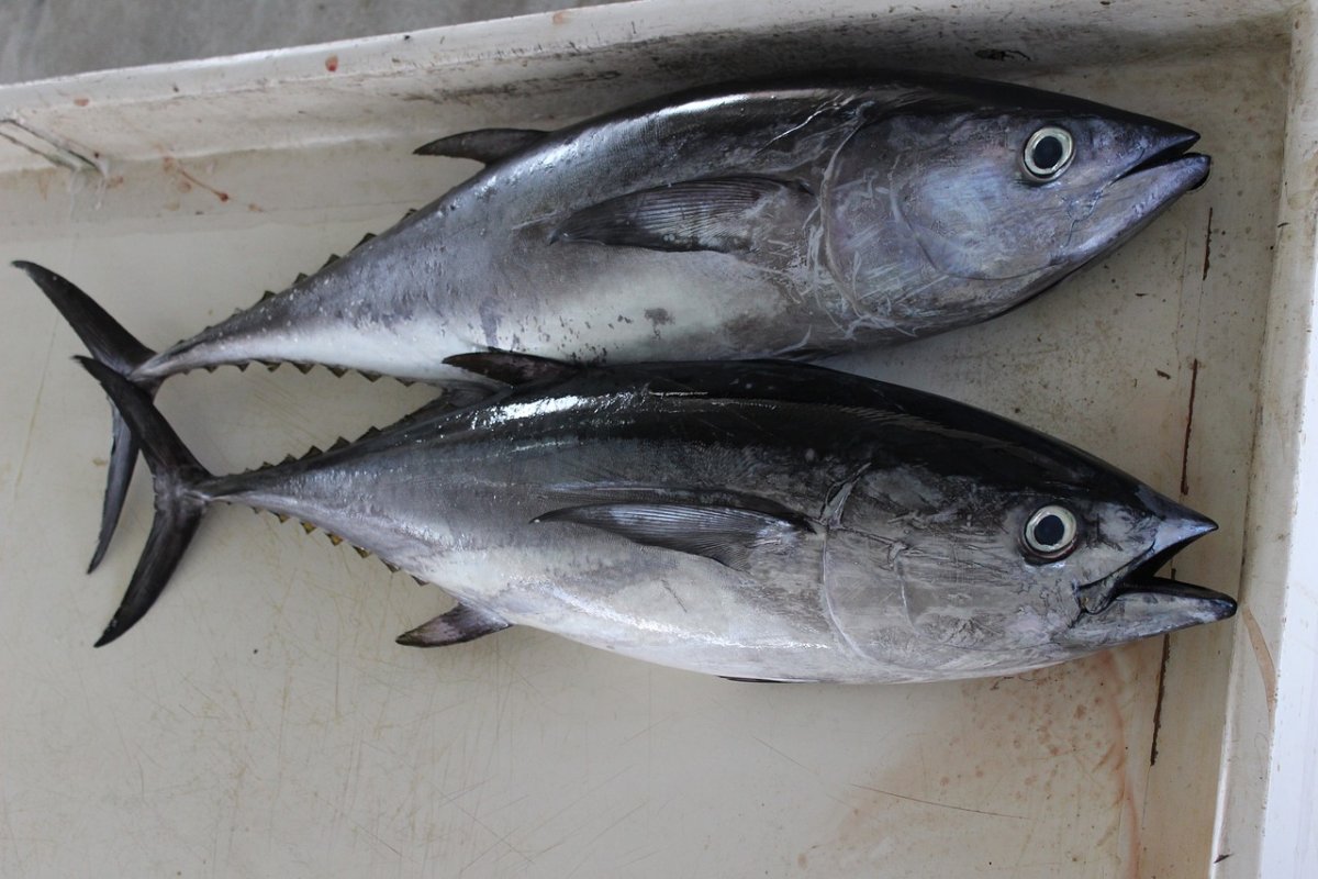 Пеламида Балтийская