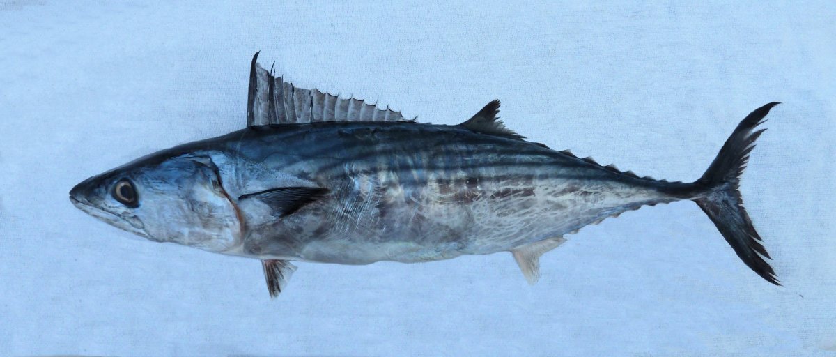 Рыба пеламида Бонито