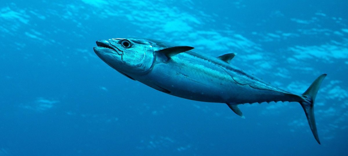 Австралийская пеламида