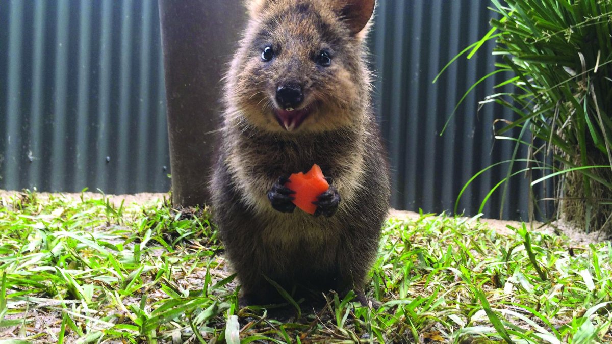 Животные Австралии Квокка