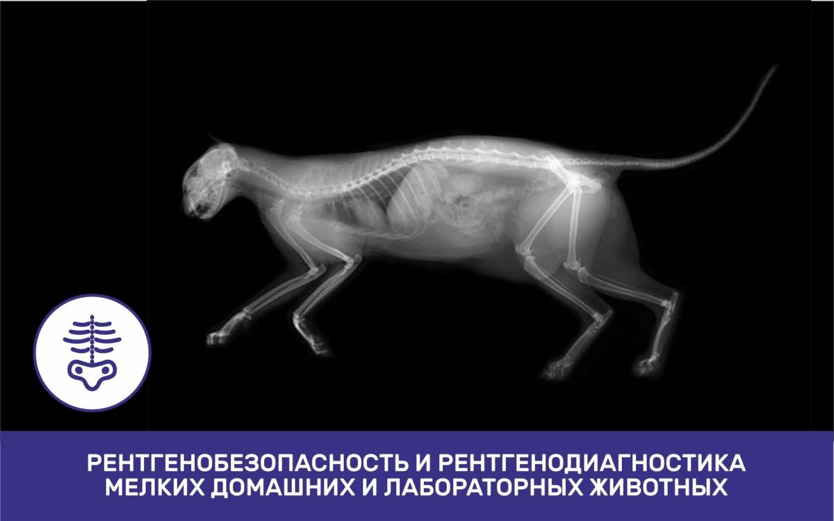 Рентген кошки полностью