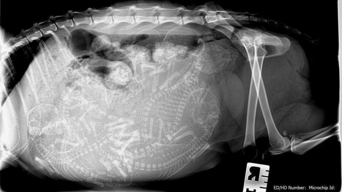 Рентген брюшной полости кота