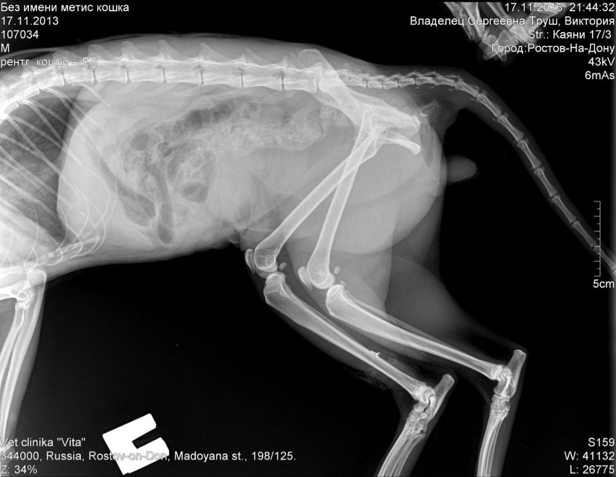 Рентген собаки инородное тело