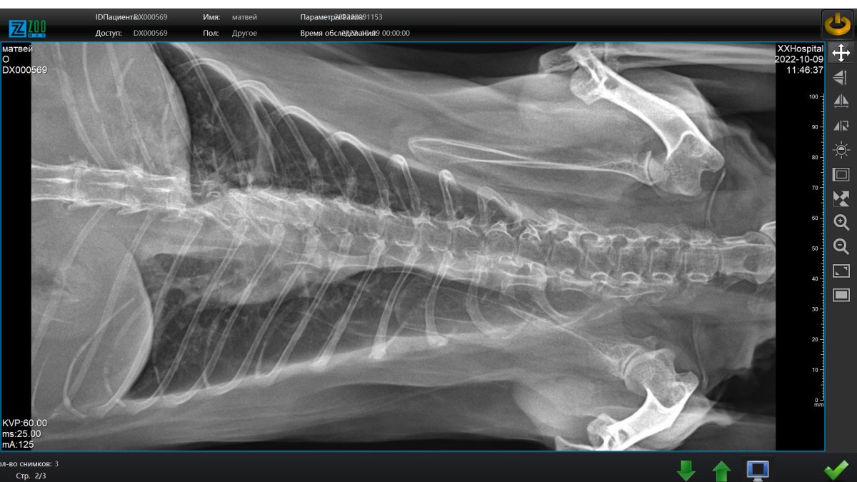 Картинка с собаками и котом про рентген