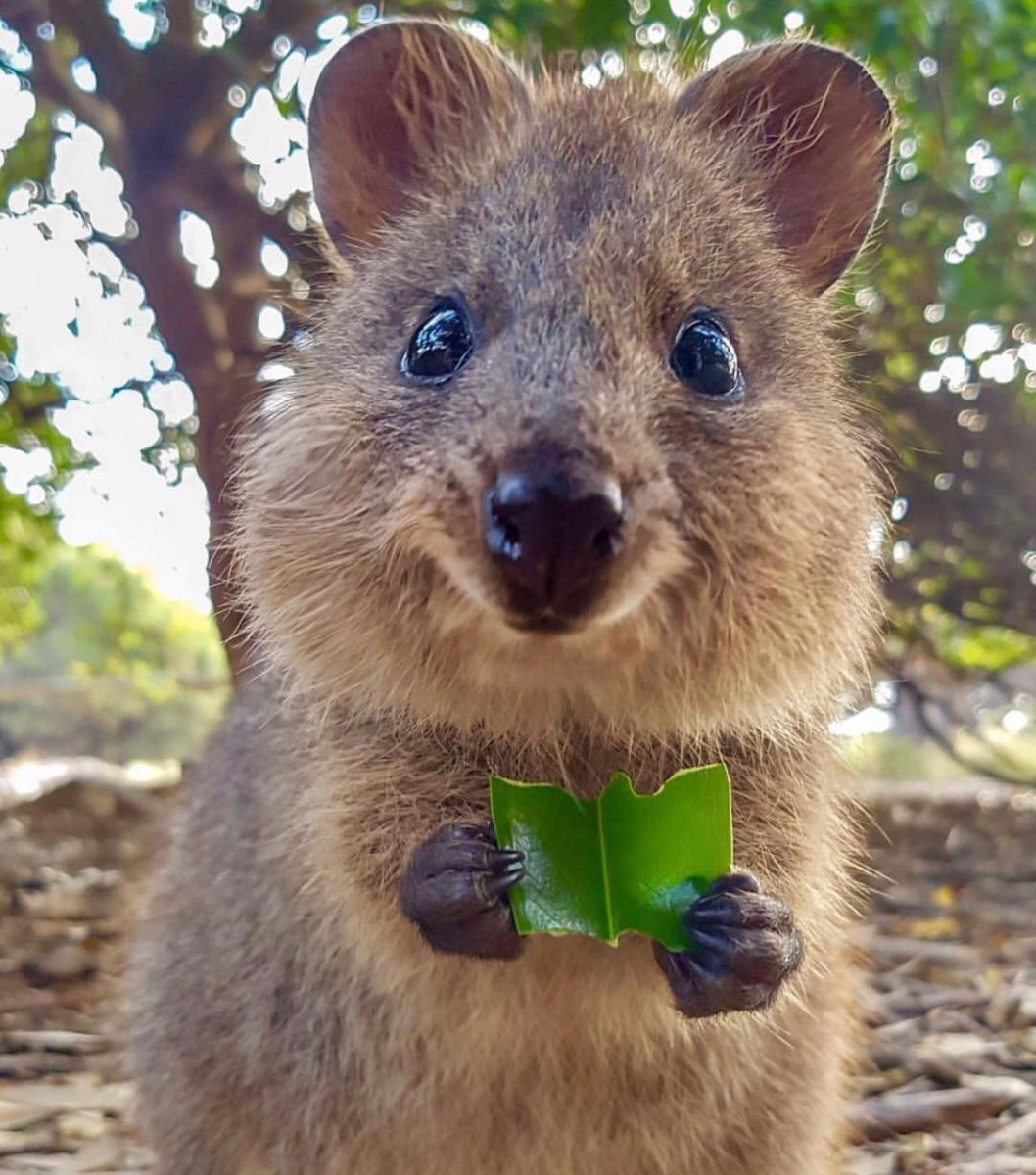 Квокка селфи животное самое счастливое