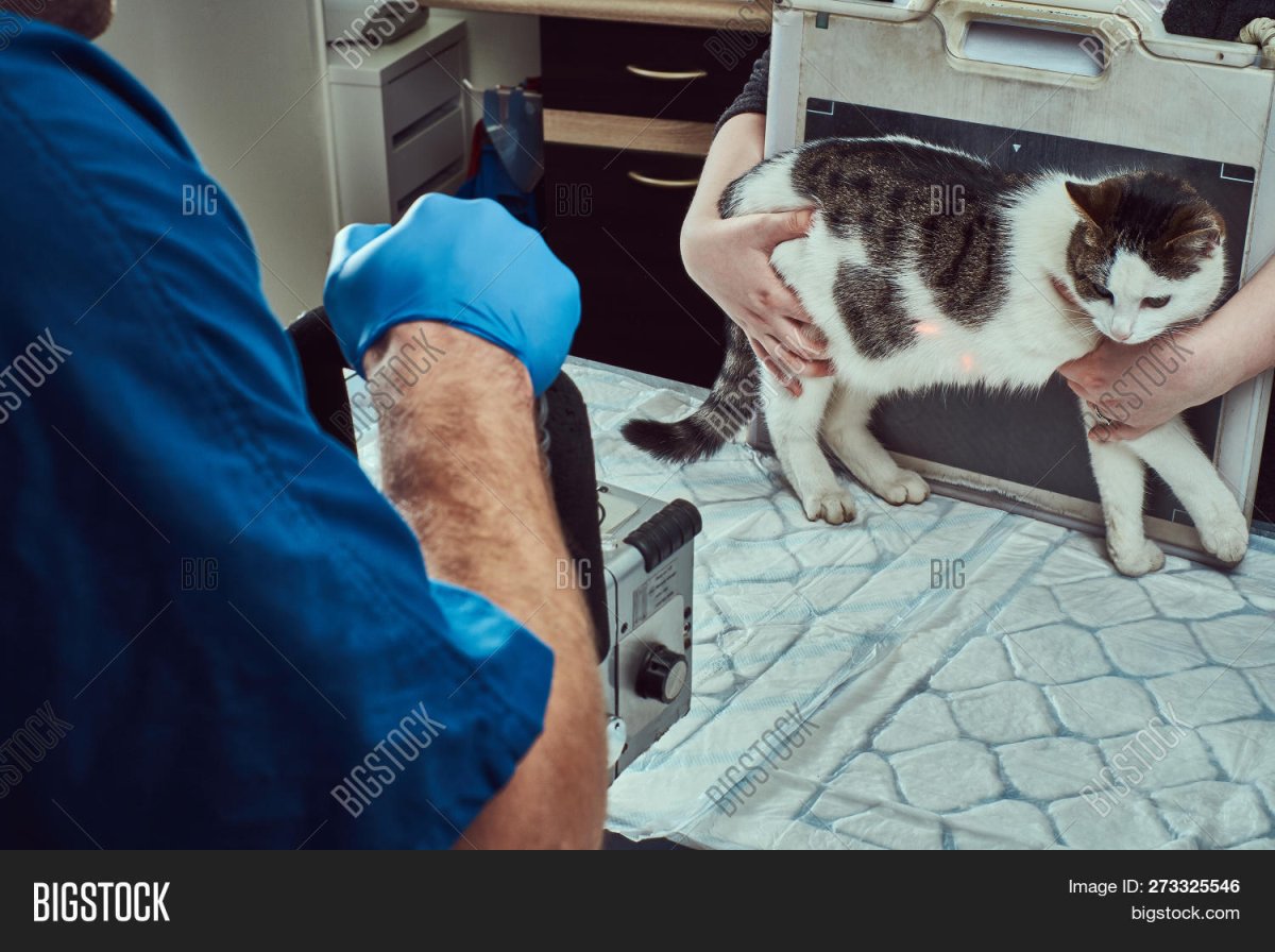 Ветеринарный рентген кошек