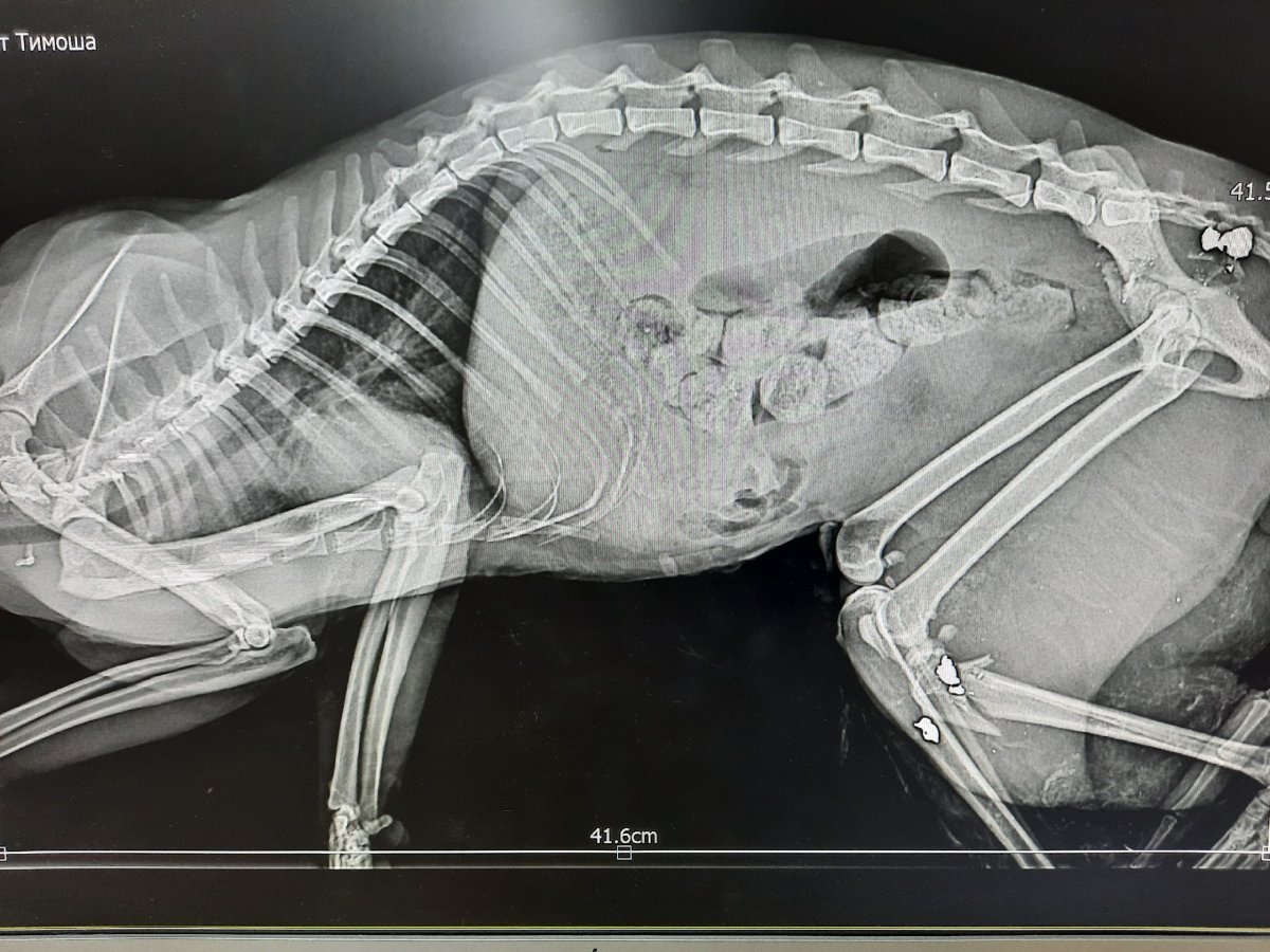 Животные в клинике на рентгене