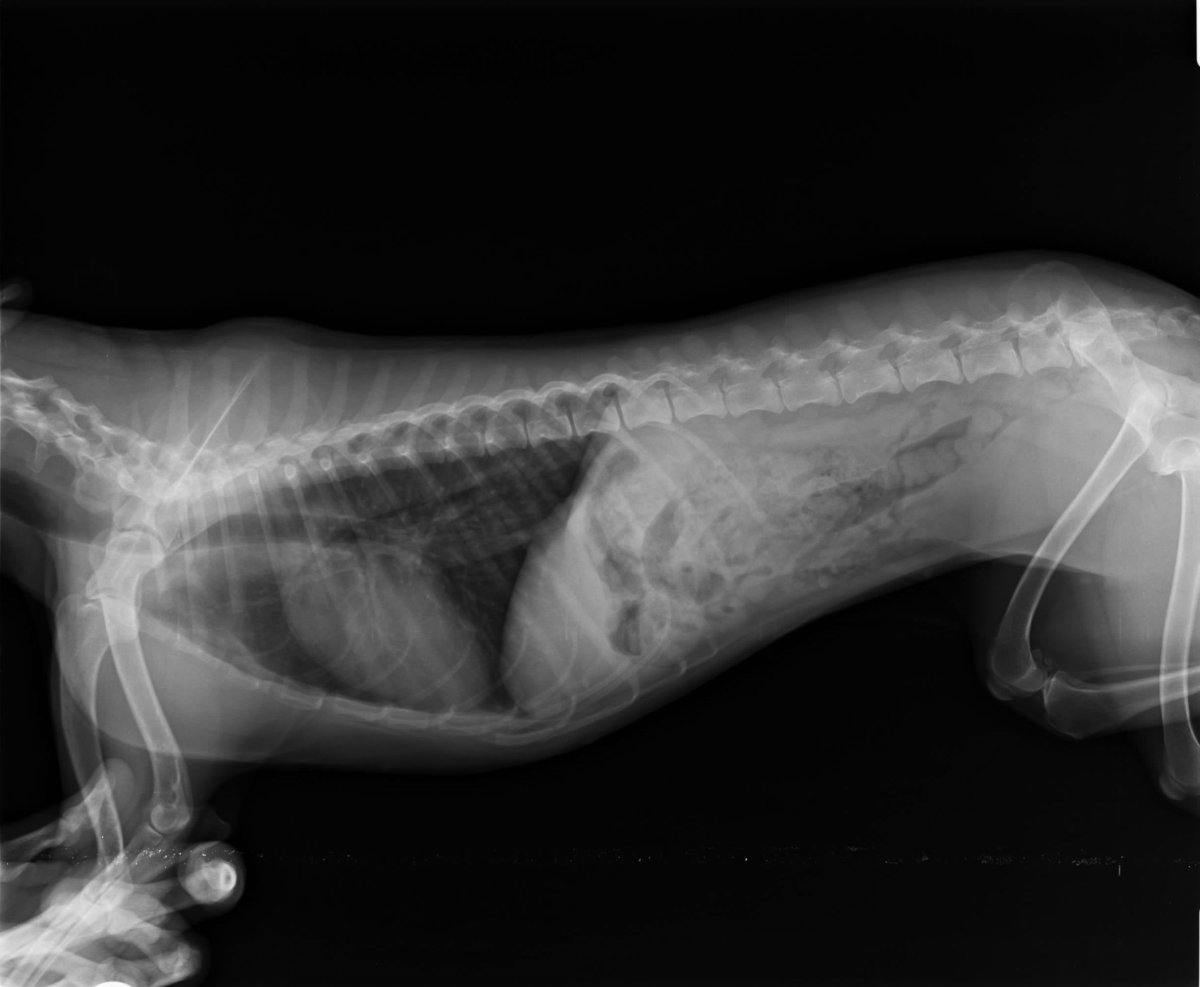 Рентген грудной клетки кошки в норме