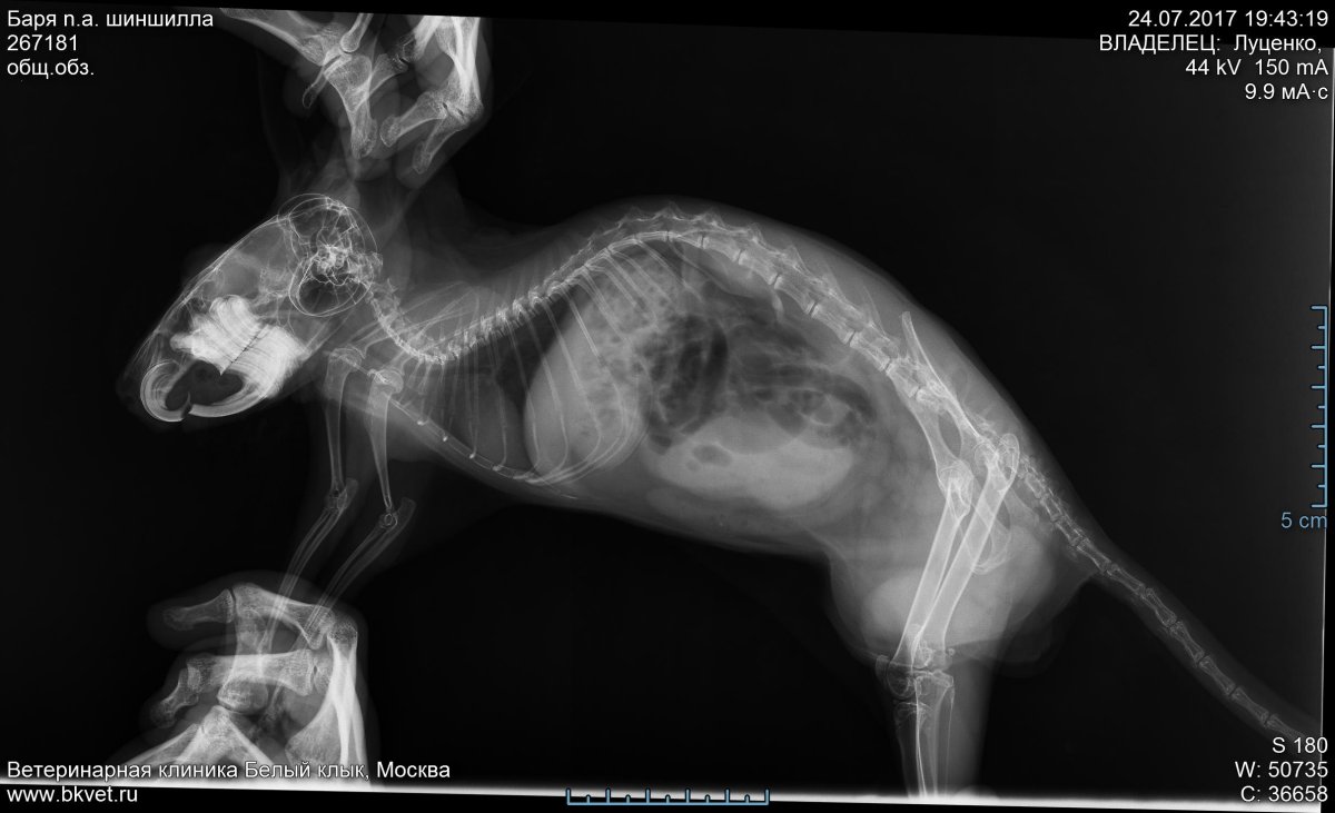 Инвагинация у собаки рентген