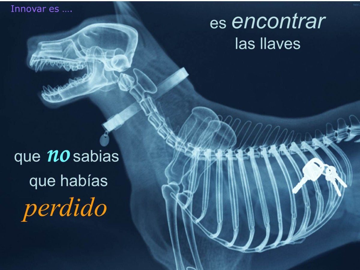 Живот беременной кошки