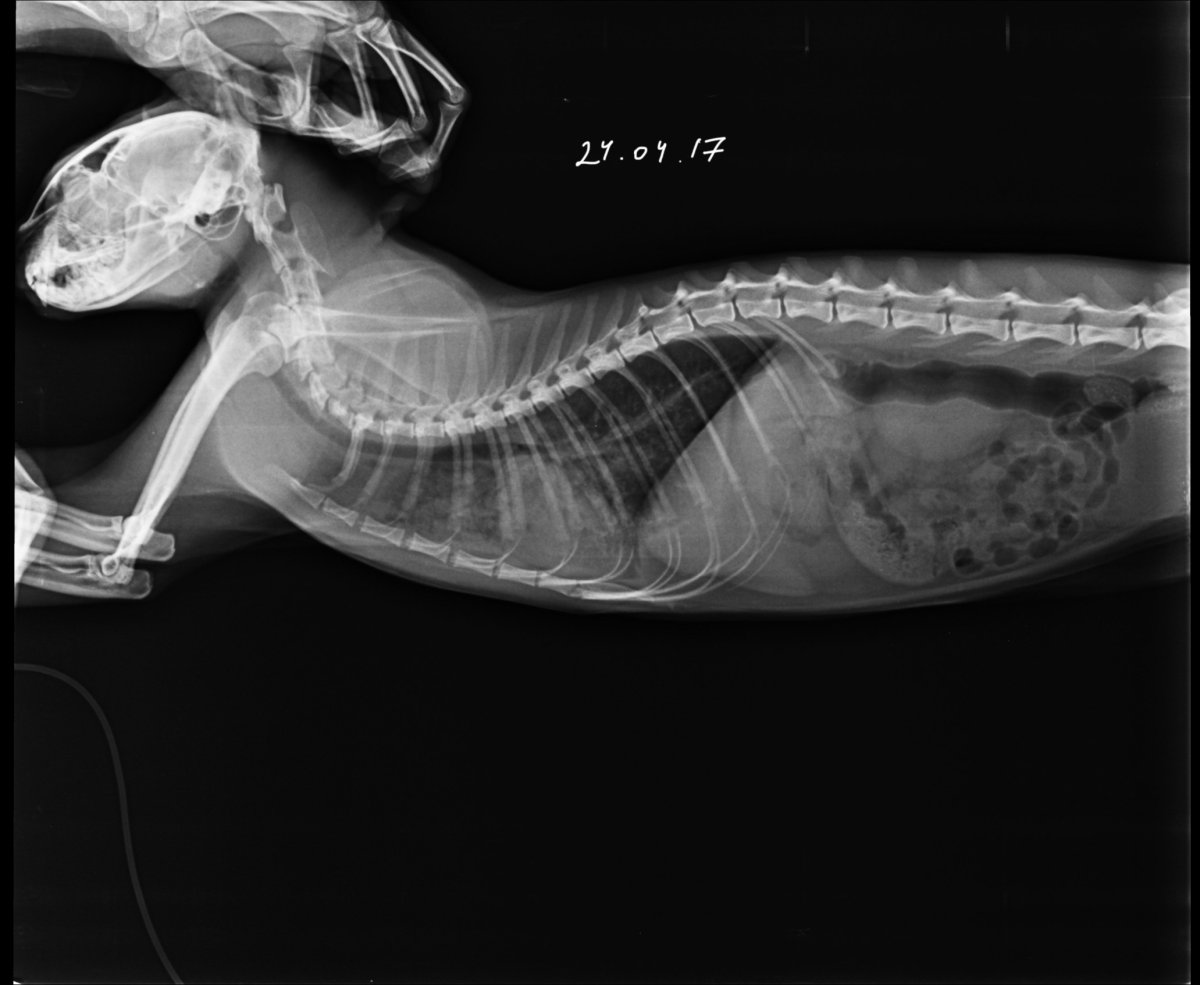 Рентген грудной клетки собаки