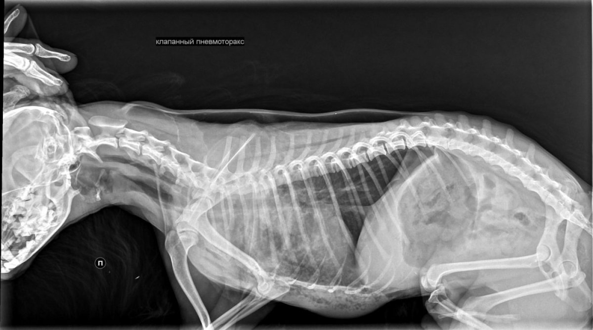 Анатомия коленного сустава кошки рентген