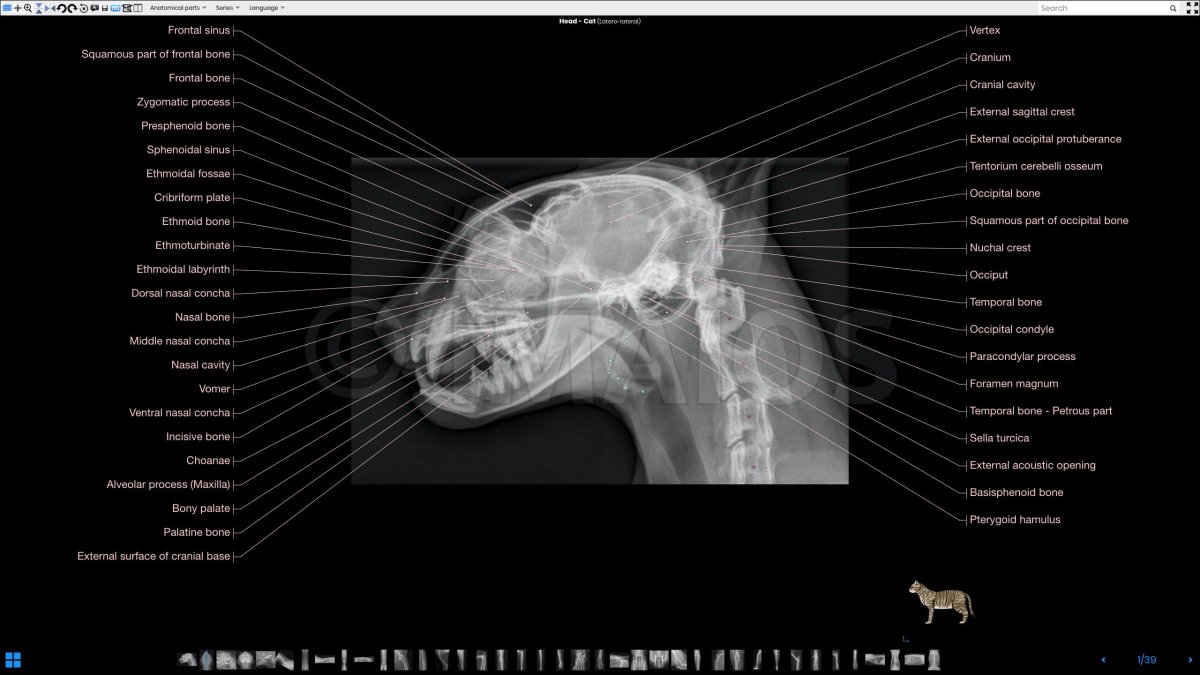 Искривленный кот