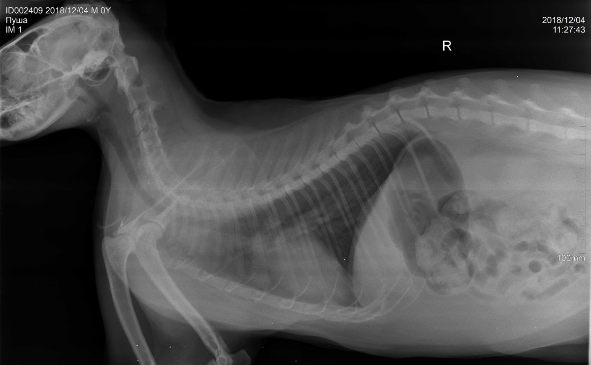 Открытый перелом лапы у кошки рентген