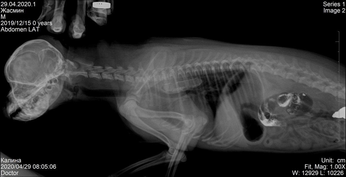 Рентген собаки инородное тело