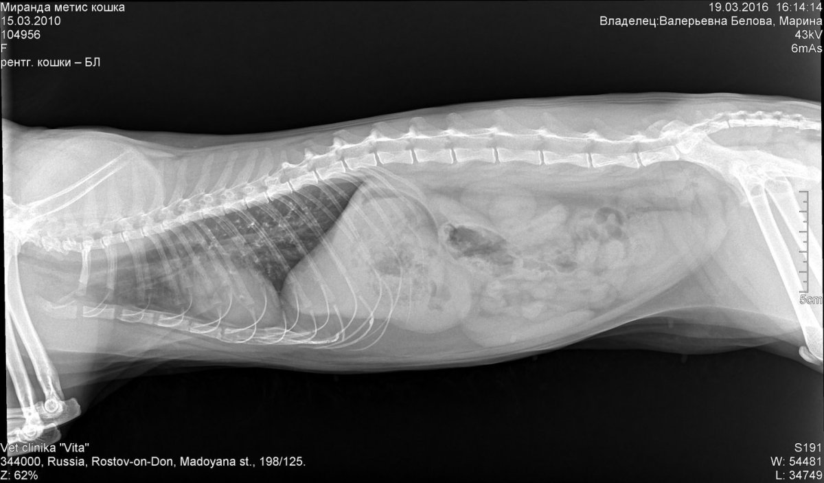 Рентген собаки инородное тело