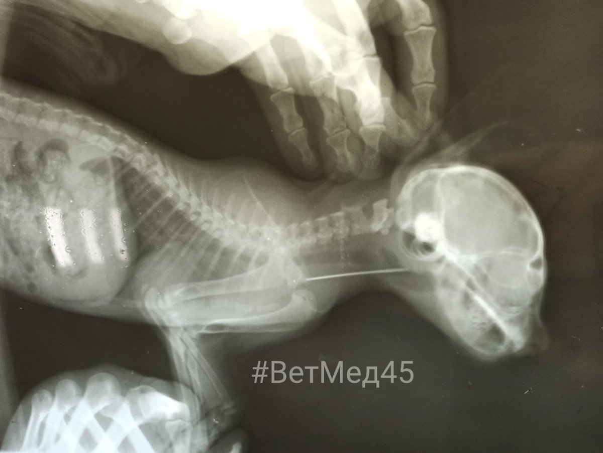 Скелет кошки с ушами