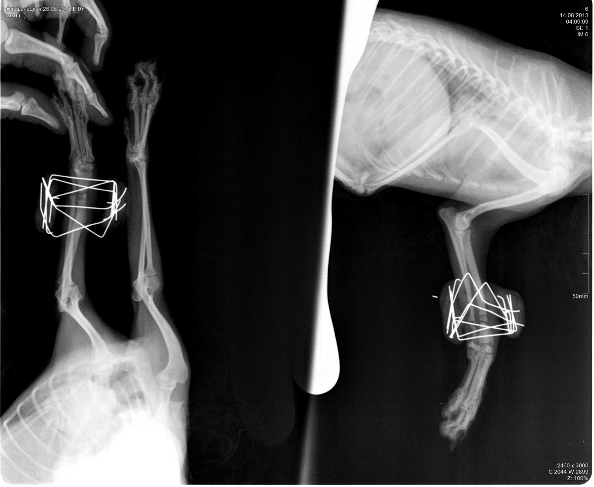 Пневмоторакс у собаки рентген