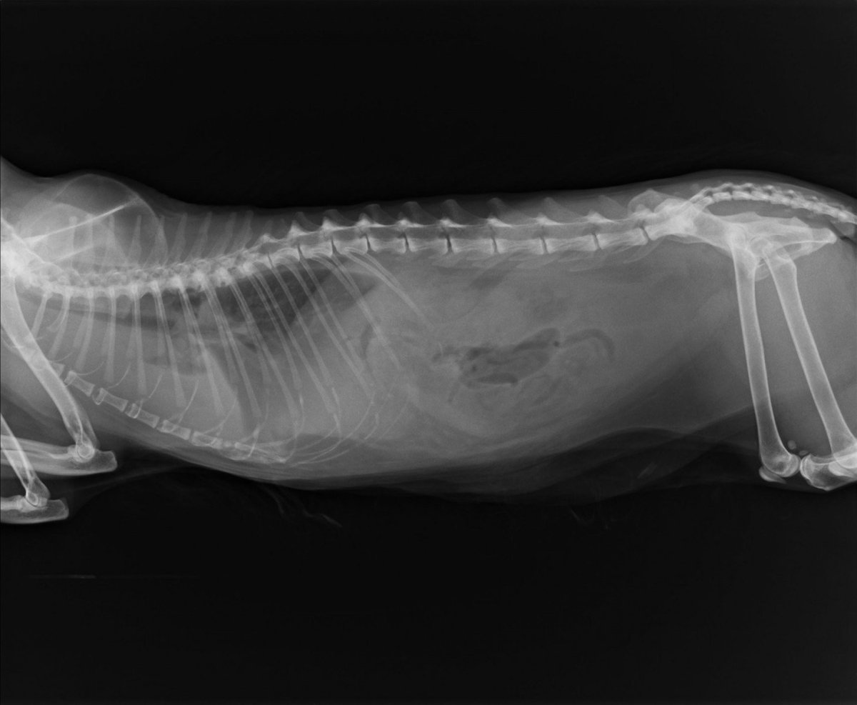 Рентген котенка 4 месяца сердце