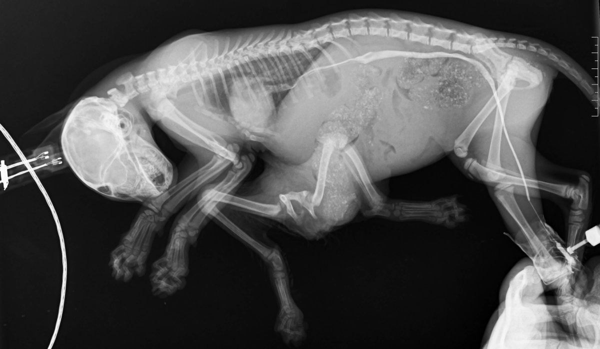 Кишечник кошки на рентгене