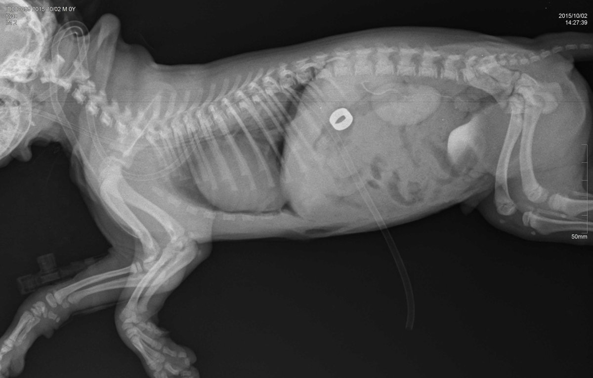 Пневмоторакс у собаки рентген