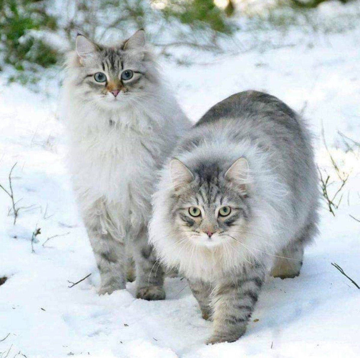 Сибирский кот Уссури