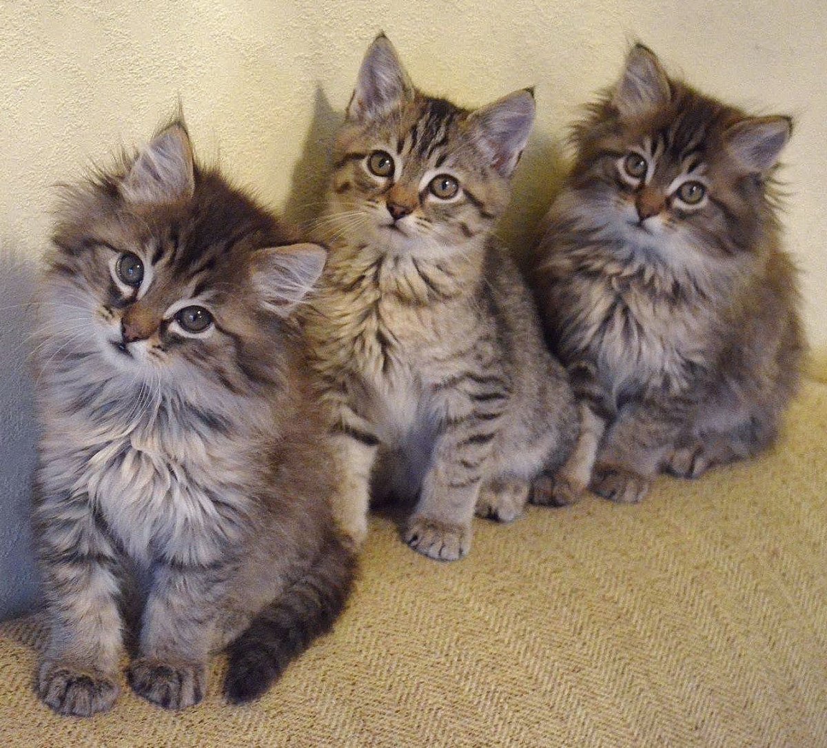 Много кошек сибирской породы