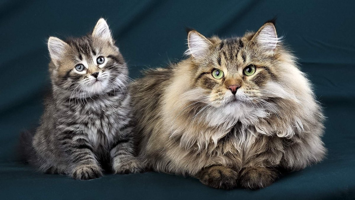 Сибирский длинношерстный кот