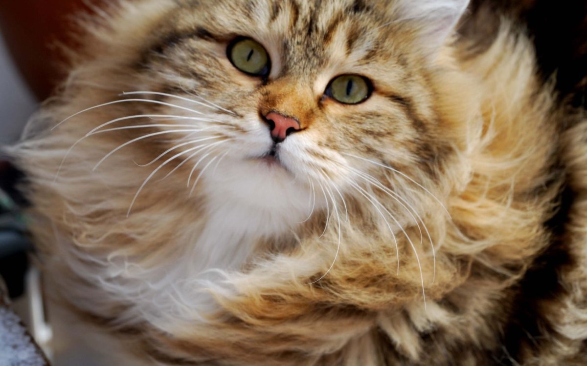 Сибирская кошка