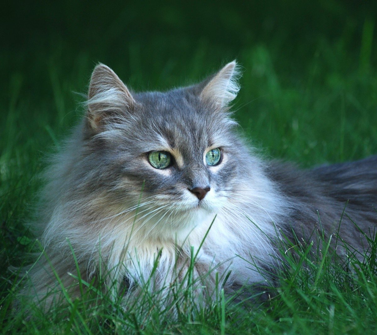 Сибирская длинношерстная кошка серая