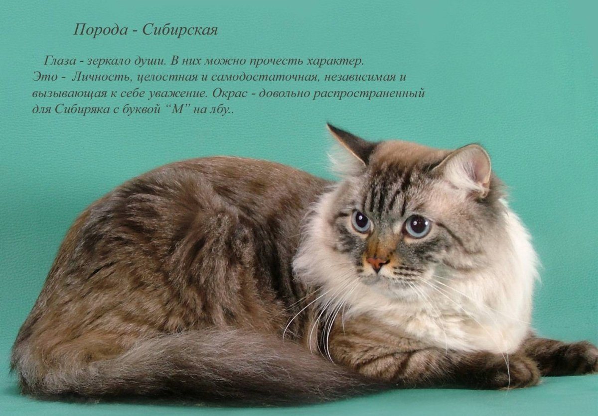 Породы кошек с названиями