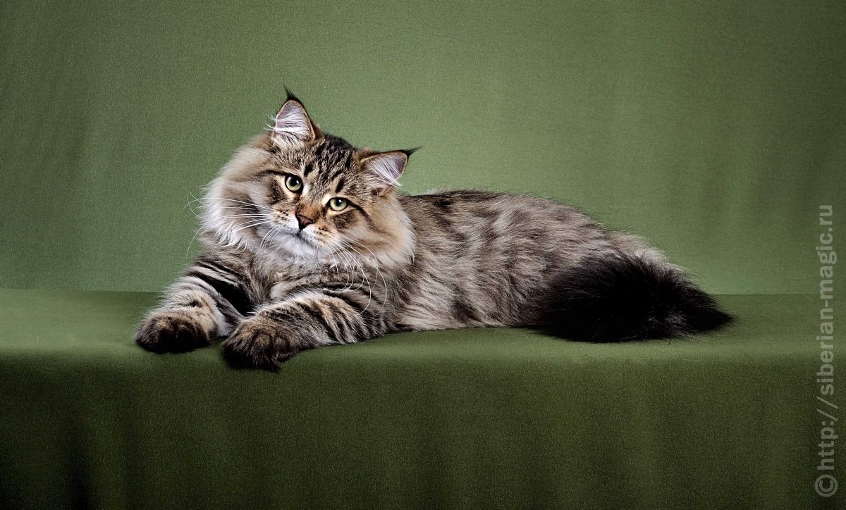 Сибирский кот дикий окрас