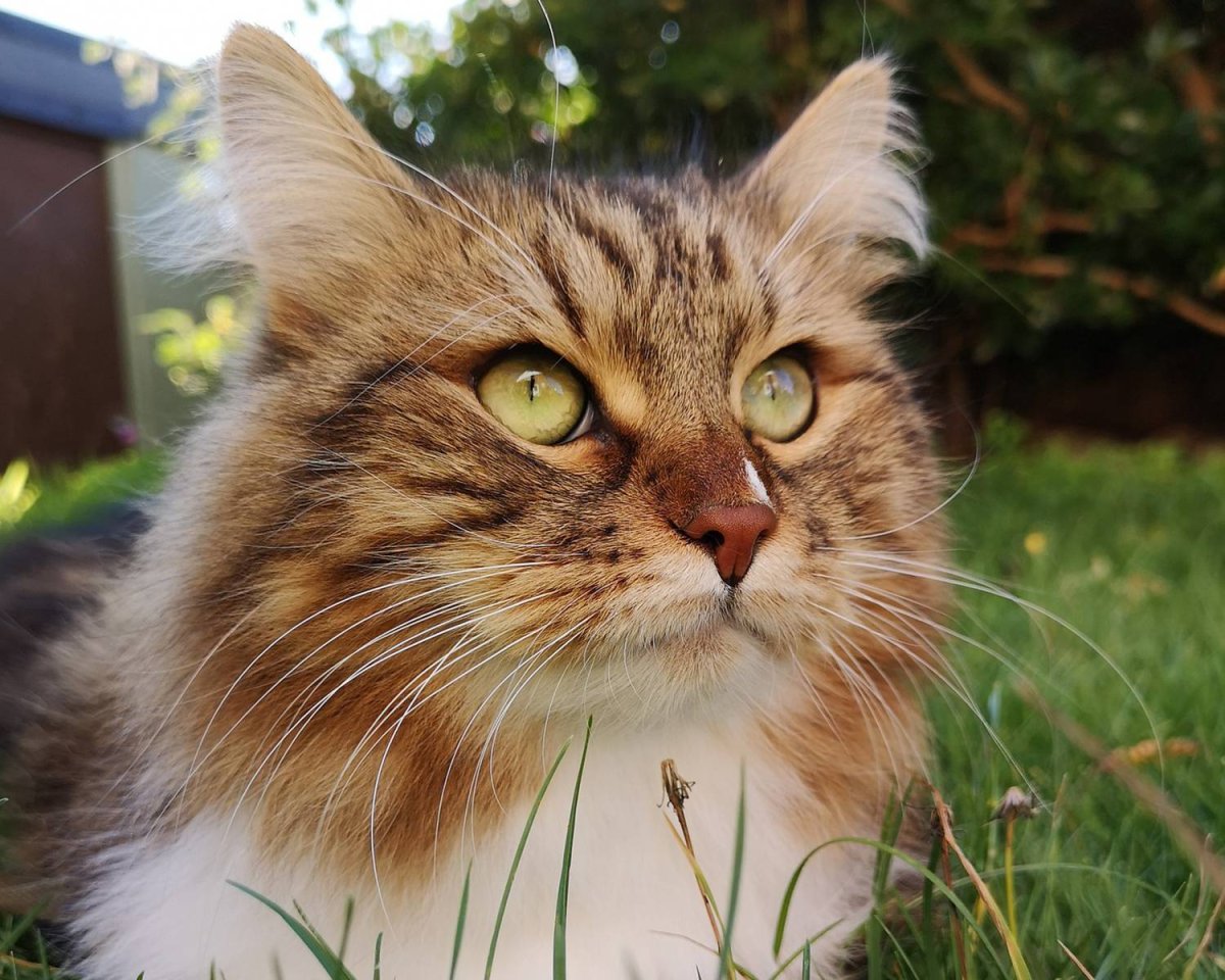 Сибирская кошка