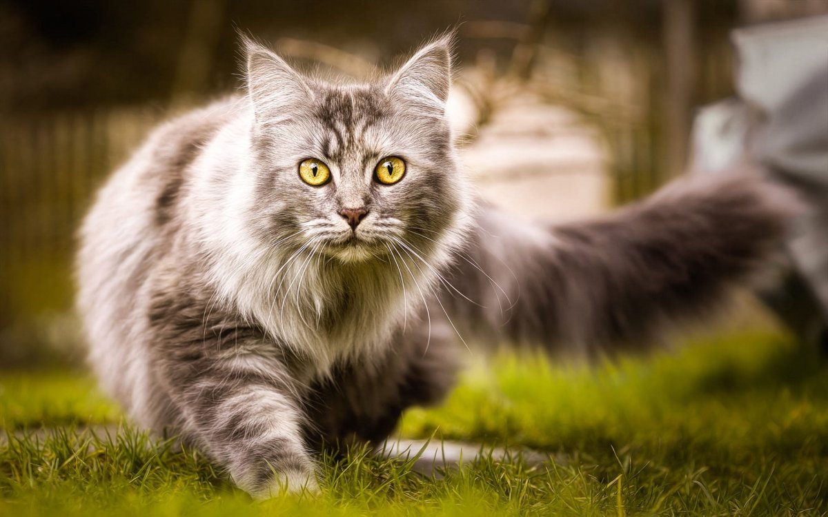 Сибирский кот серый