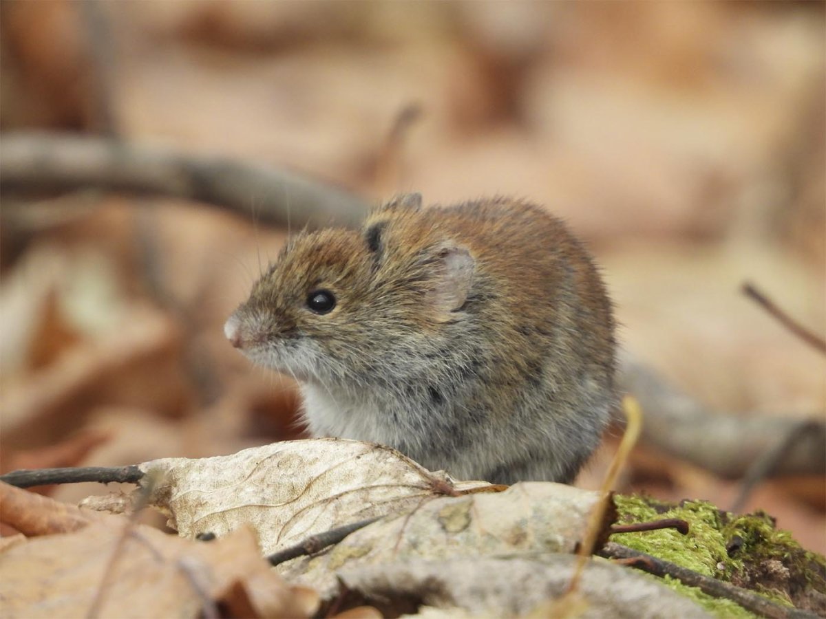 Шикотанская полевка