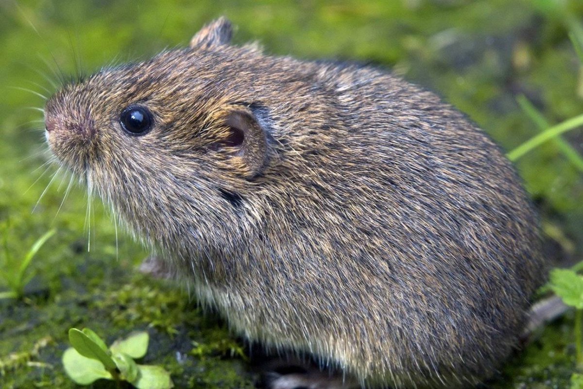 Обыкновенная полёвка