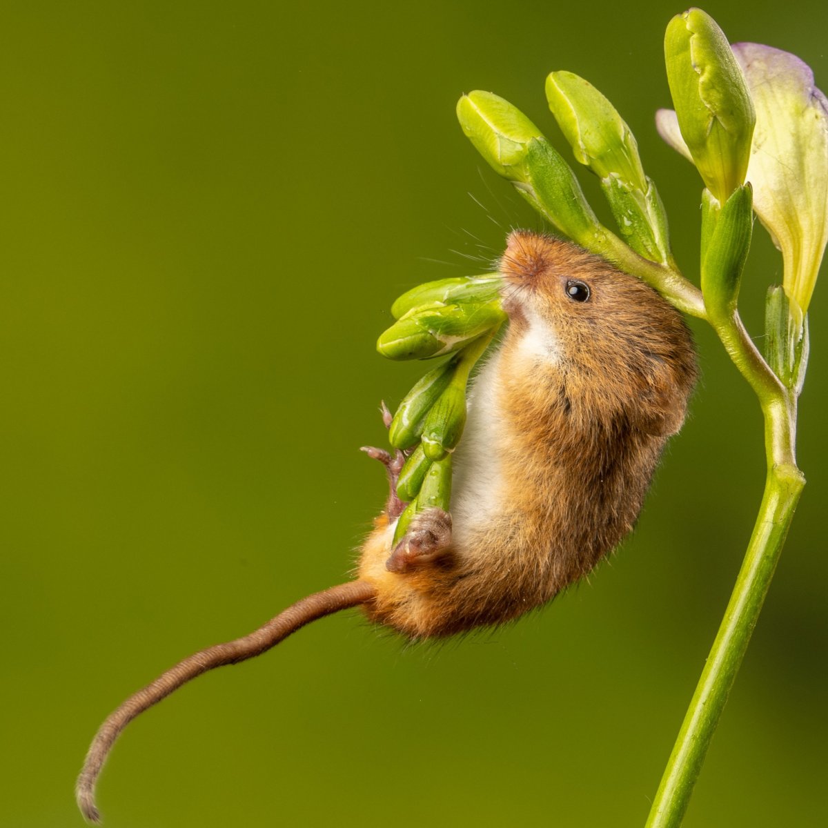 Мышь картинка