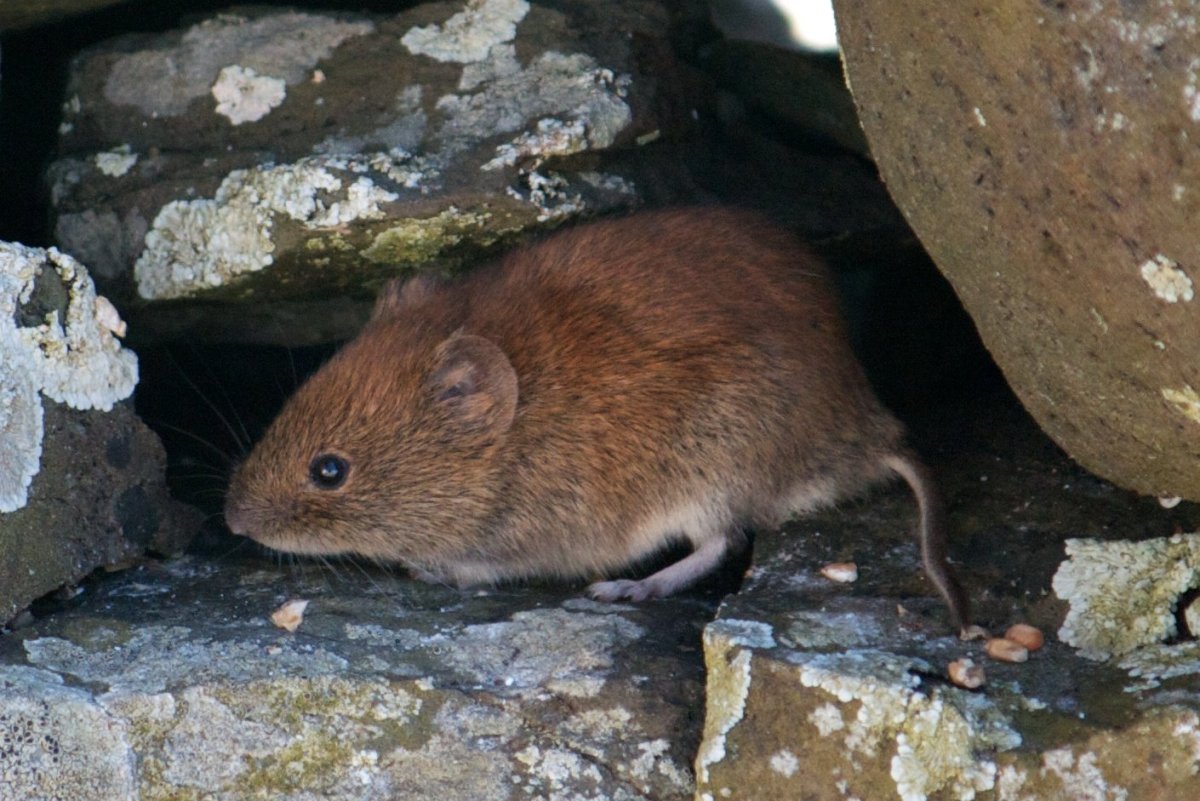 Полевка Миддендорфа