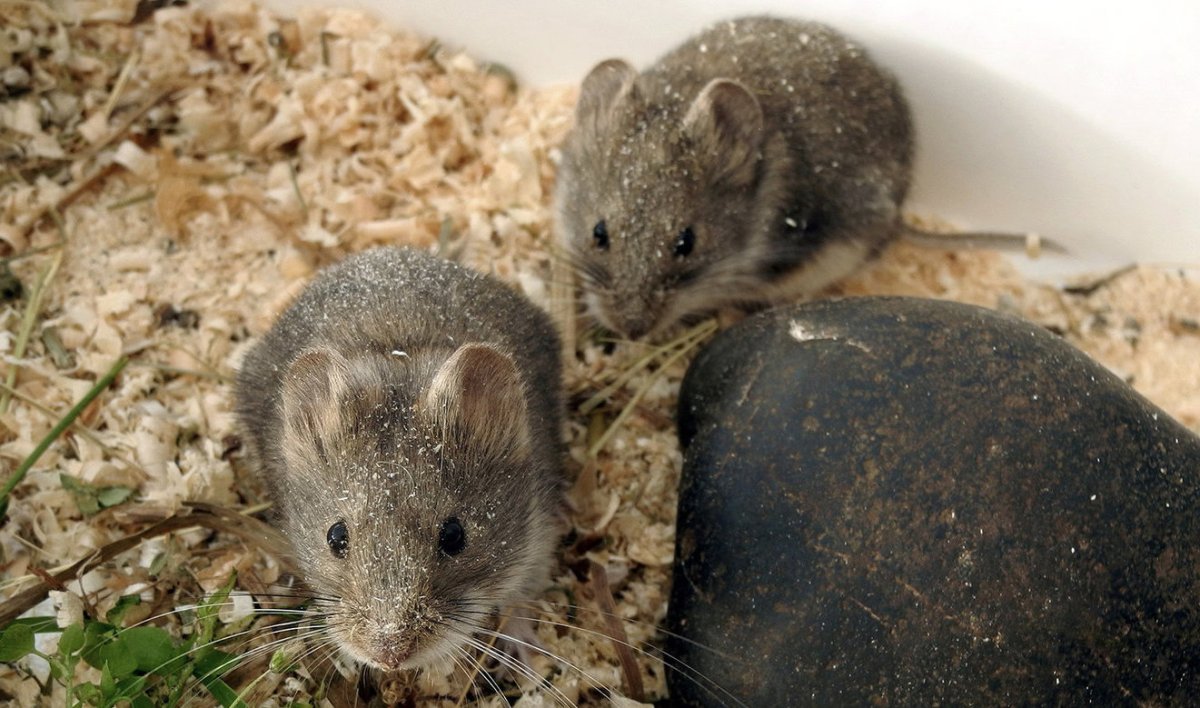 Ольхонская полевка