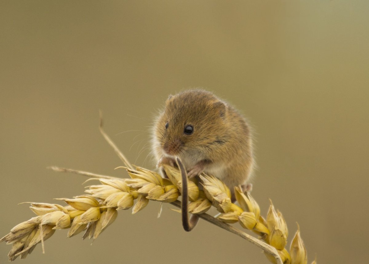 Мышь Малютка на колоске