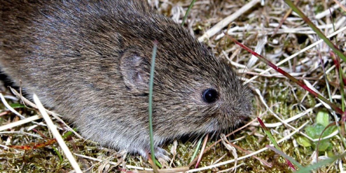 Полевка Восточноевропейская