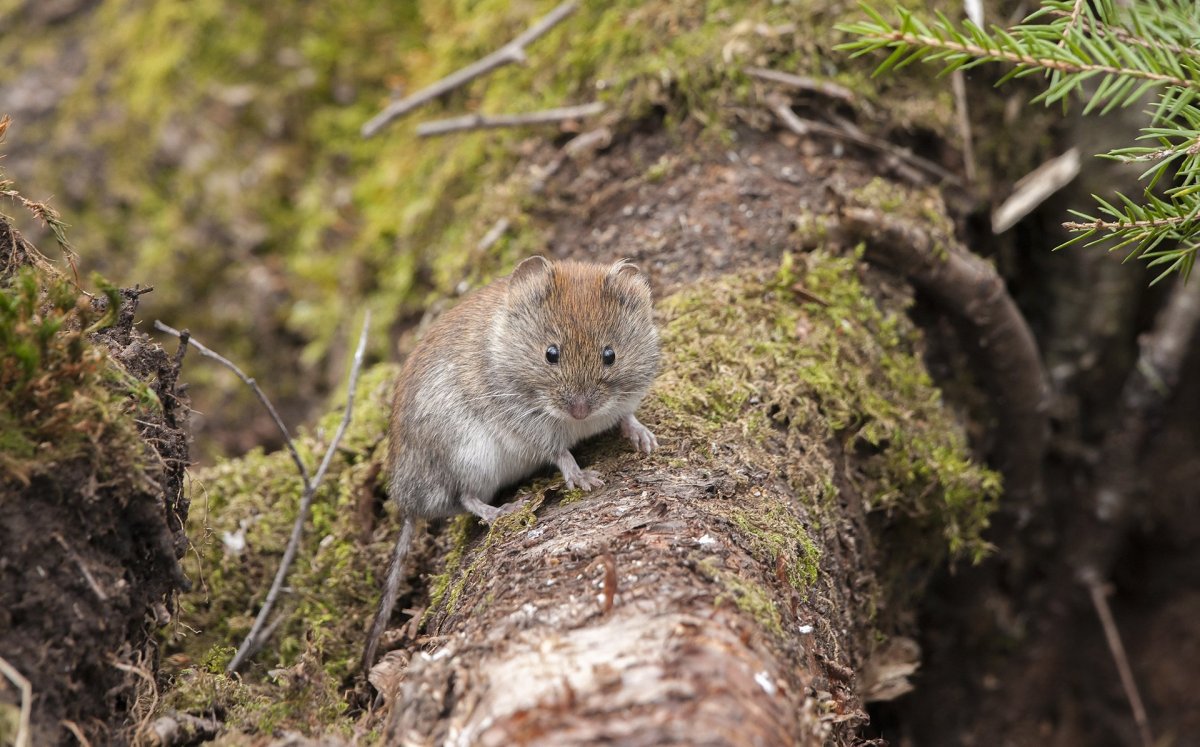 Грызуны Подмосковья фото и названия