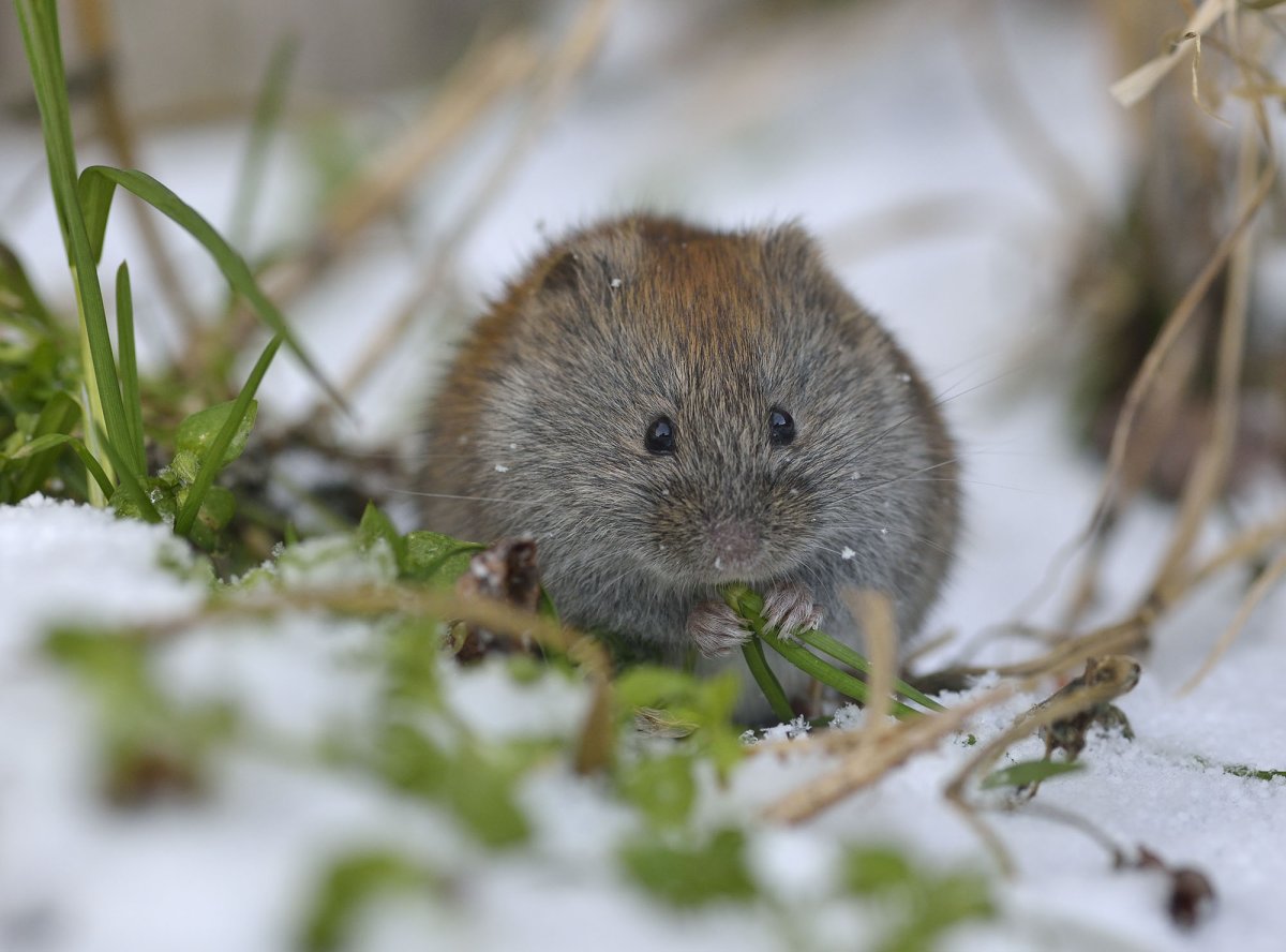 Гудаурская полевка