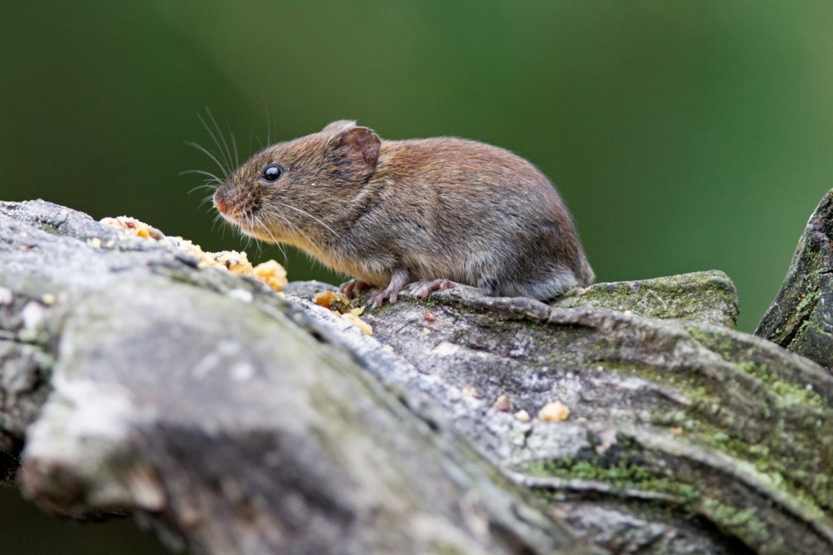 Узкочерепная полевка