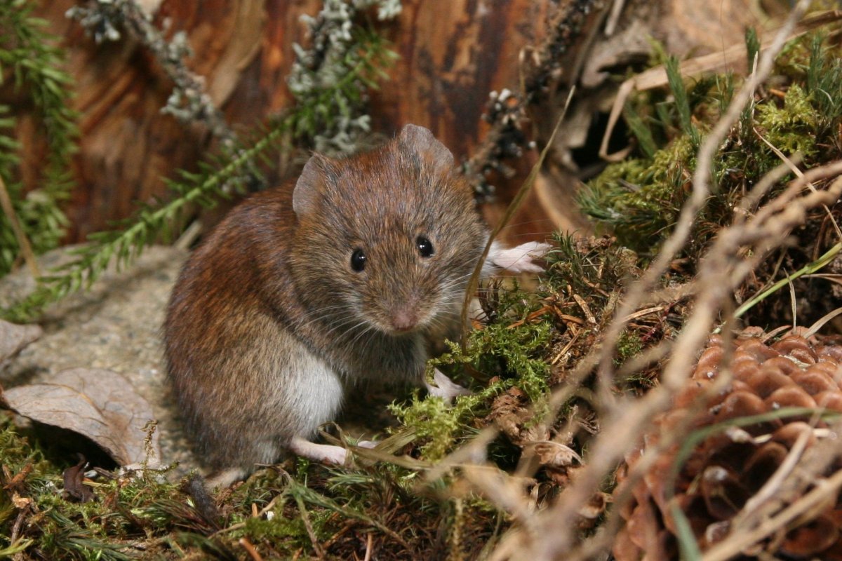 Лесная полевка