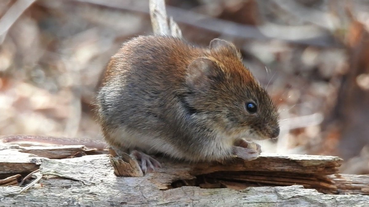 Обыкновенная полёвка