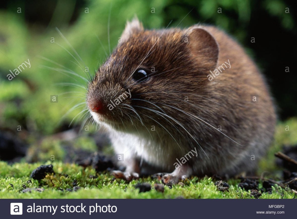 Шикотанская полевка