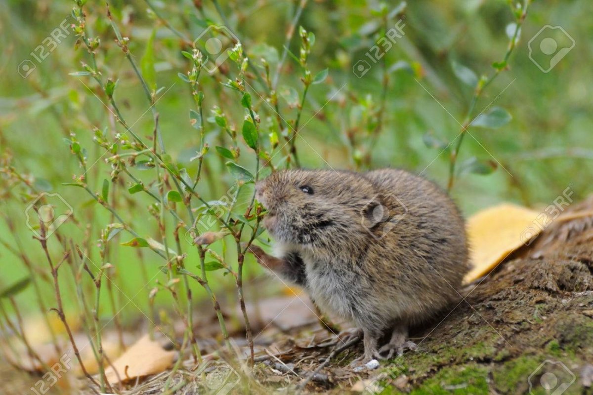 Полевка ест семена