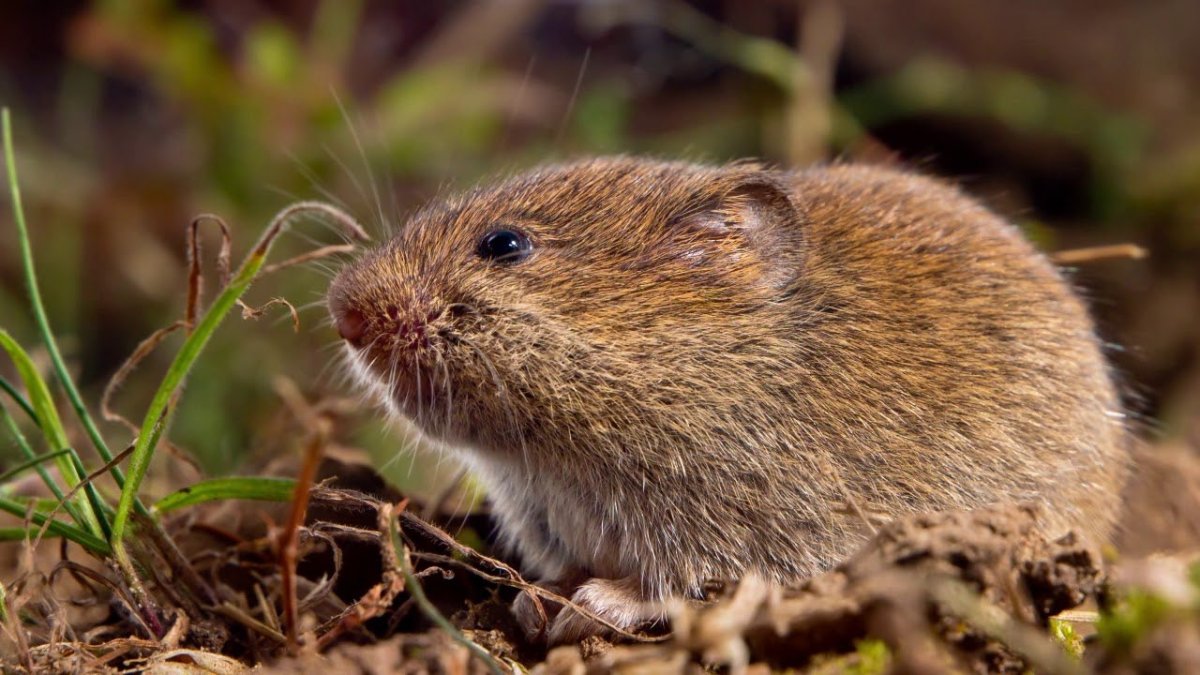 Обыкновенная полёвка