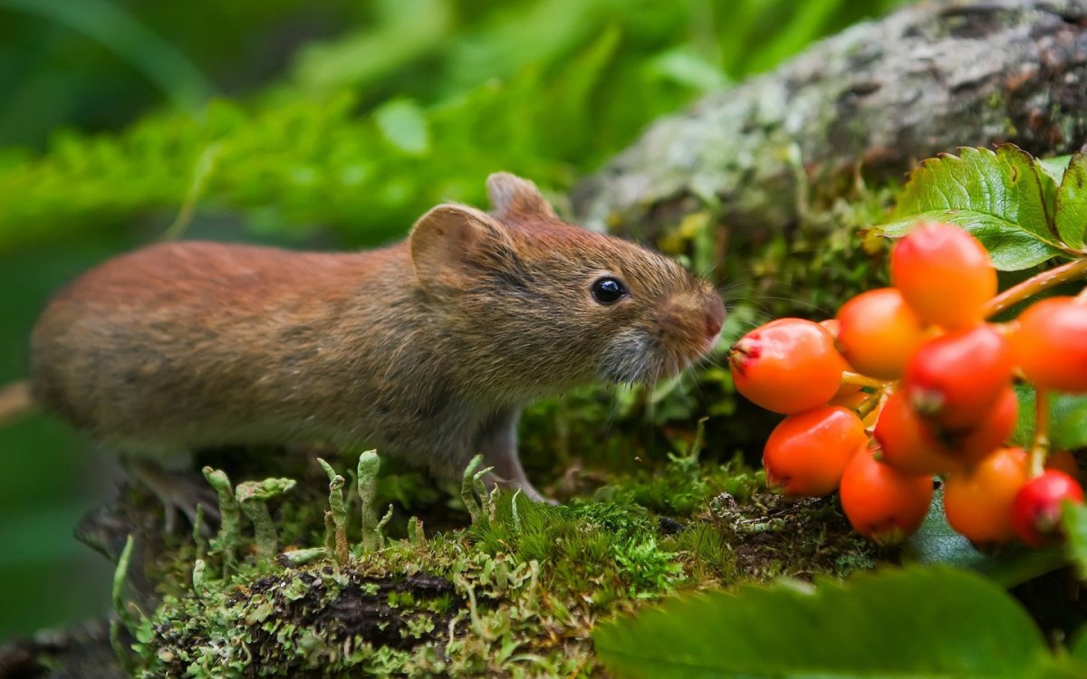 Лесная полевка